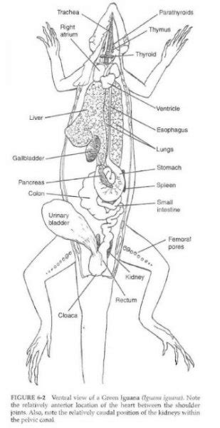 Anatomy of the green iguana | Our Reptile Forum