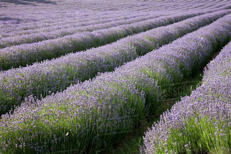 Rows of lavender crops in field - Stock Photo - Dissolve