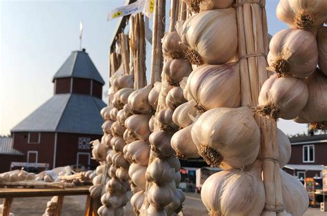 Garlic Festival Month – Day #1 | Carp Farmers' Market