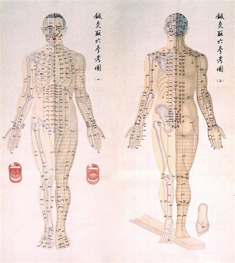 Chinese Chart Of Acupuncture Points Photograph by Everett