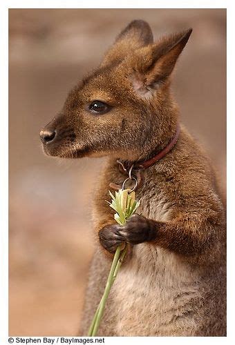 Baby Wallaby | Cute animals, Cute baby animals, Baby animals