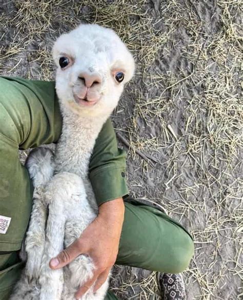 Everything You Need to Know About Baby Llamas: A Comprehensive Guide ...