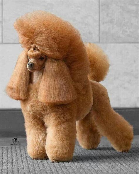 Apricot Toy Poodle Haircuts