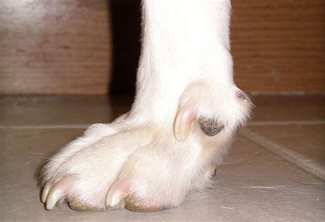 What Are Dew Claws? Do Dogs Need Their Dewclaws? Everything You Need To ...