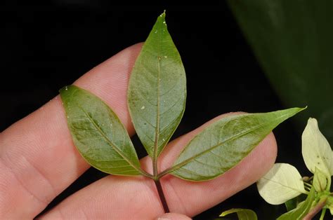 Crateva plant1 (Capparaceae) image 92449 at PhytoImages.siu.edu