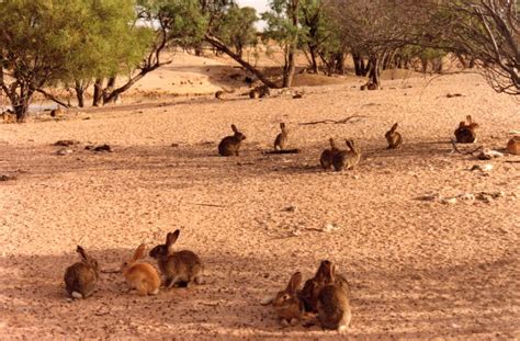 Environmental Harm – Rabbit Free Australia