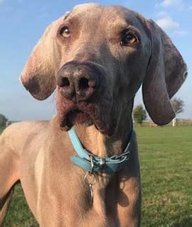 Weimaraner Portrait - Oil Paintings