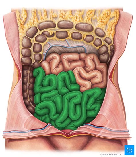 Ileum: Anatomy, histology, composition, functions | Kenhub