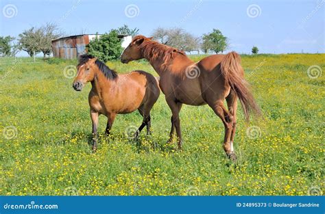 Horses in flowery meadow stock image. Image of horseback - 24895373