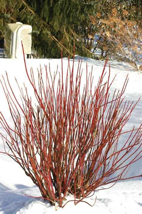 20 RED TWIG DOGWOOD American Red Osier Shrub White Flower Cornus ...