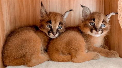 Nashville Zoo Baby Boom! Caracal, Cassowary and Kangaroos - YouTube