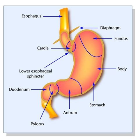 Pin on Biologie