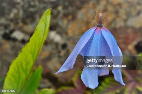 51 Arctic Poppy Stock Photos, High-Res Pictures, and Images - Getty Images