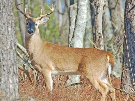 Hunters who thought they killed an 8-point buck got a big surprise when ...