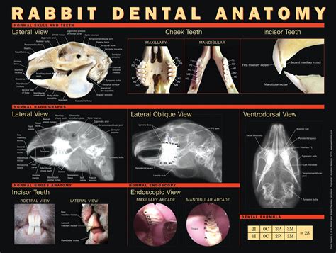 Rabbit Dental anatomy, rabbit dentistry, rabbit teeth,rabbit skull ...