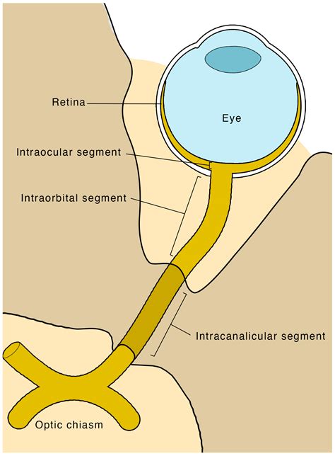 Optic Nerve Anatomy