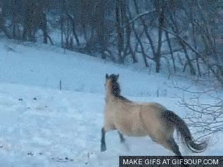 Horses Running GIF - Horses Running Snow - Discover & Share GIFs