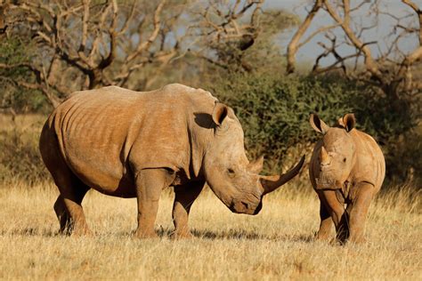 Ambititous plan to release 2,000 white rhino into the wild - Geographical