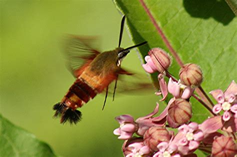 nature tales and camera trails: Clearwing Hummingbird moth