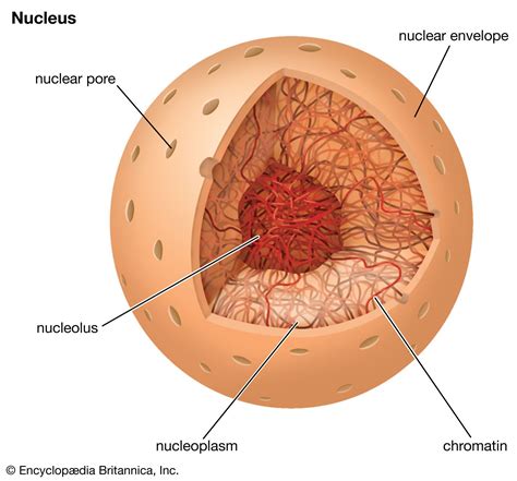 Nucleolus | Definition, Function, Ribosome, rRNA, Structure, & Facts ...