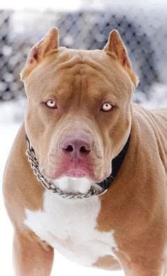 Mean looking Pittbull | Scary dogs, Pitbull dog breed, Bully breeds dogs