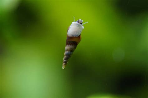 Melanoides Tuberculata - Malaysian Trumpet Snail - Tropical Fish Site