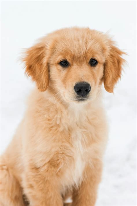 Best 500+ Golden Retriever Puppy Pictures | Download Free Images on ...