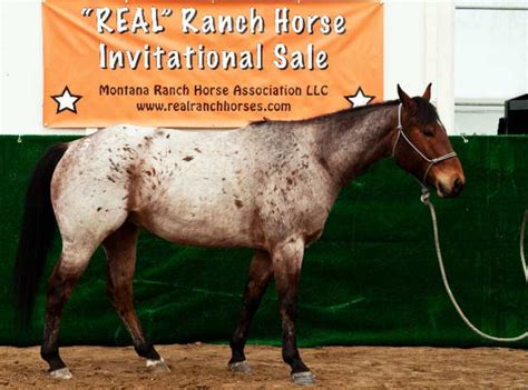 horses for sale in montana under 1000 - Elin Hatchett