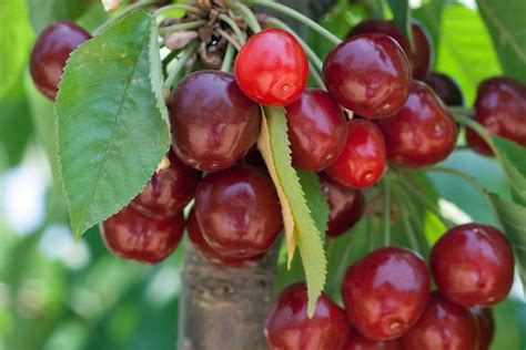 Fruiting Cherry Tree Growing Guides, Tips, and Information