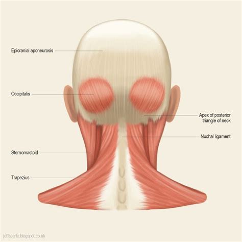 Neck Muscle Anatomy, Anatomy Back, Head Anatomy, Anatomy Study, Head ...