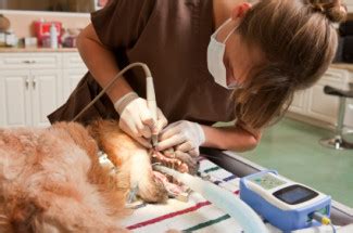 veterinary technician