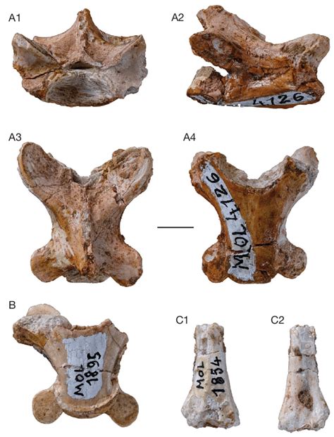 -Varanidae, Molayan, Varanus sp., trunk vertebra MOL 4126, photos: A ...