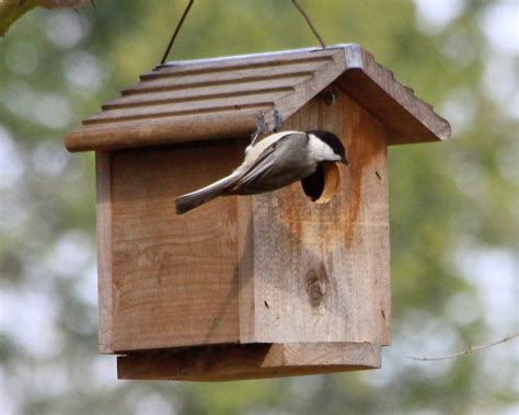 How to Choose the Perfect Chickadee Birdhouse - Birds and Blooms