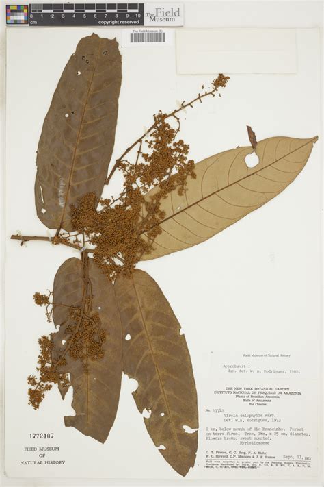 Virola calophylla | Rapid Reference | The Field Museum