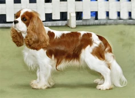 Cavalier King Charles Spaniel - Wikiwand