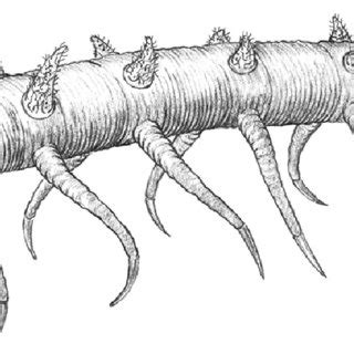 (PDF) A new species of Hallucigenia from the Cambrian Stage 4 ...