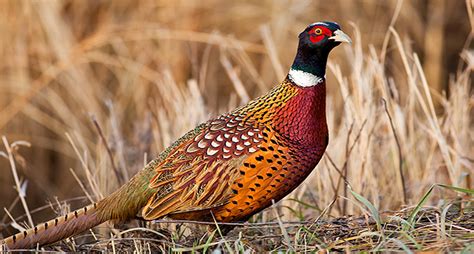 Here's the Easiest Way to Field Dress a Pheasant [VIDEO] | Ring necked ...