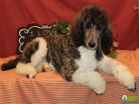 Parti Poodle Puppies For Sale : Winston - Standard Parti Poodle Puppy ...