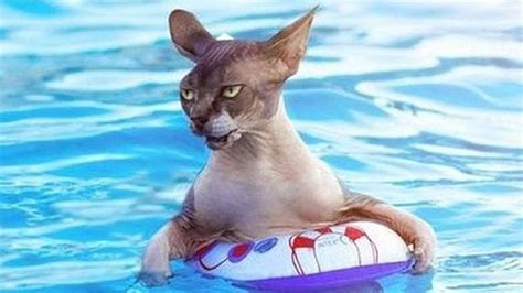 Cat swimming better than me 😄😄 #cute swimming Cat make us relax https ...