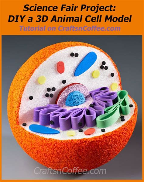 Homework Helper: How to build a 3-D Animal Cell Model | Cell model ...