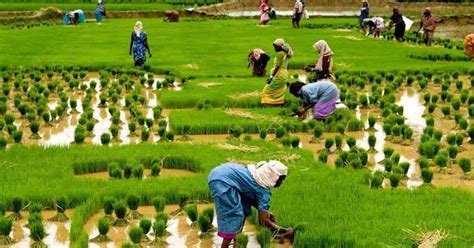 The Important Role Of Agriculture In Nigeria's Economic Development ...