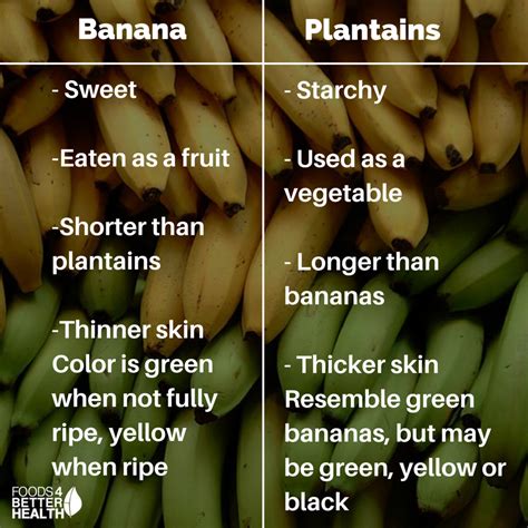 Plantain vs. Banana: They Look Same But Are Different