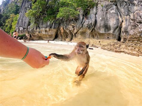 Monkey Beach, Thailand: Unveiling Paradise - Phuket Island Guide