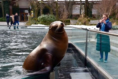 California Sea Lion at the Central Park Zoo