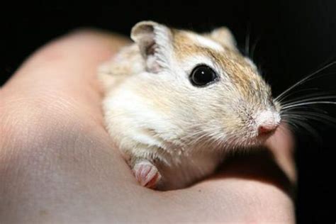 Male Vs. Female Gerbils: Which Is The Better Pet?