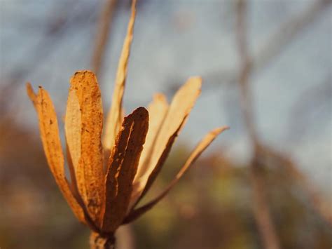 Tulip tree seed 1 Photograph by Tabitha Brown - Pixels