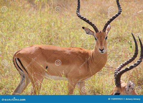 Animals at Ruaha National Park Stock Image - Image of eaten, lion ...