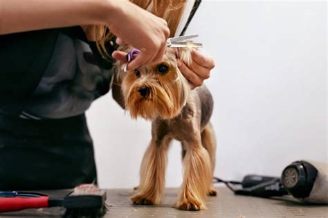 Trimming Dog Ear Hair: Ear Trimming FAQs - All Stage Canine Development