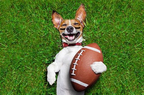 Everything you need to know about Puppy Bowl 2019 - superbowl2019- What ...