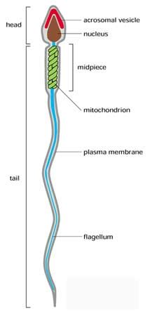 A Sperm Cell or Spermatozoa